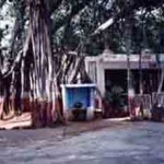 Nadiad Ashram Banyan Tree